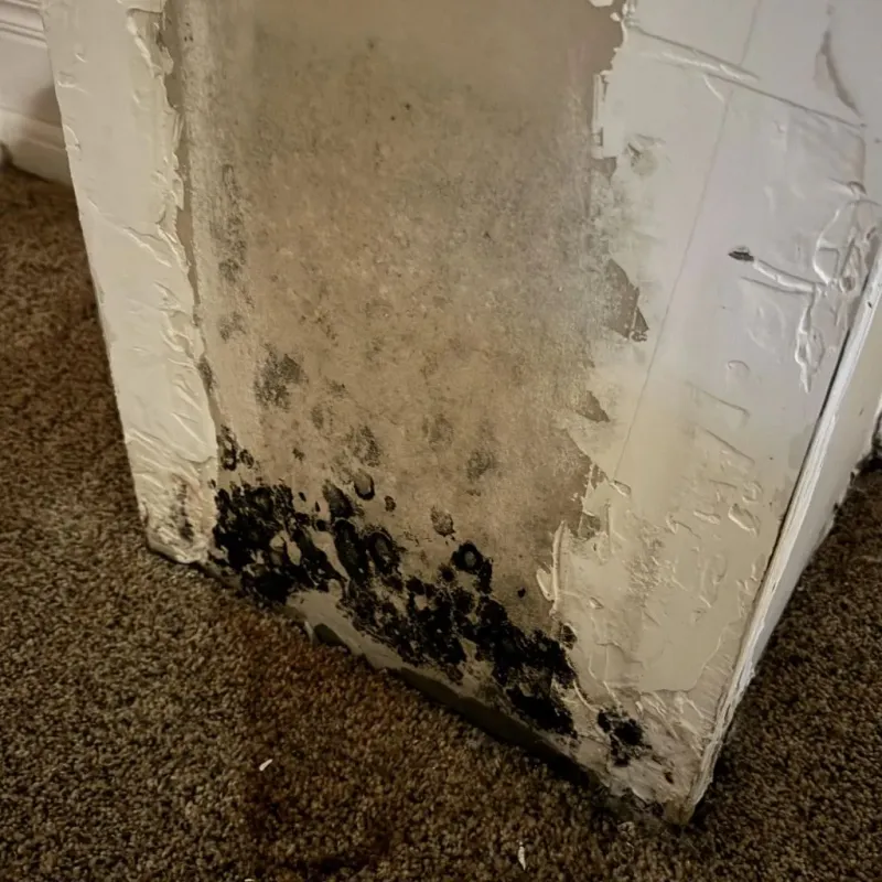 Professional Mold Removal in Rockdale, TX